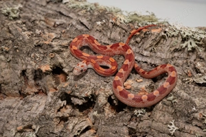 Hypo Bloodred Pied Motley Kornnatter #8