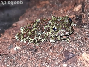 Theloderma corticale   vietnamesischer Moosfrosch (1.0) Bild 4