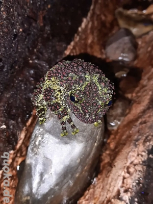 Theloderma corticale   vietnamesischer Moosfrosch (1.0) Bild 3