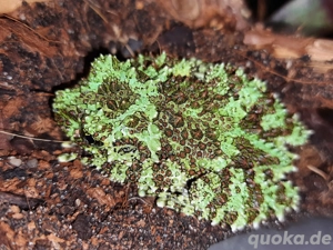Theloderma corticale   vietnamesischer Moosfrosch (1.0) Bild 5