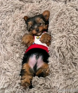 Cute & Cuddly Puppies Looking for Forever Home