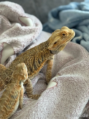 zwei bartagamen abzugeben 