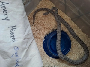 Adultes Kornnattermännchen