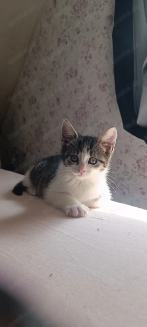 Kitten Katzenkinder Schmusetiger