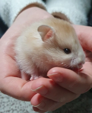 Gold-teddyhamster Babys gesund & liebevoll aufgezogen.