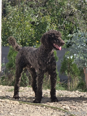 Grosspudel schoko Deckrüde Bild 5