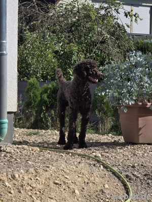 Grosspudel schoko Deckrüde Bild 4