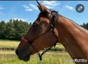 Hübsche Stute sucht Liebevolles zu Hause! Platz vor Preis  