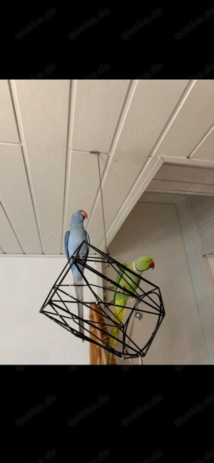 Halsbandsittich Pärchen