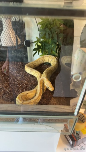 Königspython 1.0 banana pastel yb 66%het piedbal