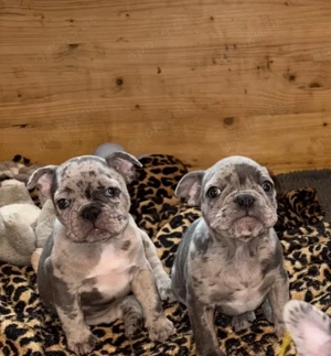 Französische Bulldoggen Welpen 