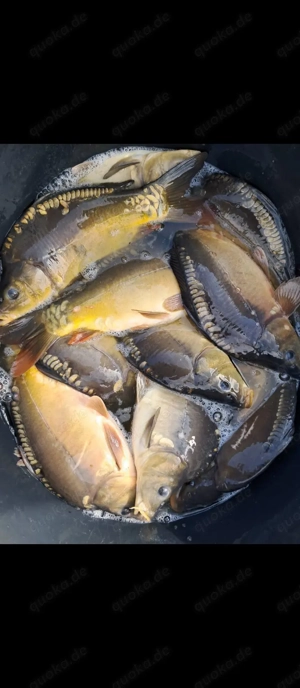 Karpfen Aischgründer Karpfen 