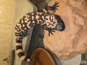 Krustenechsen ( Gilas )