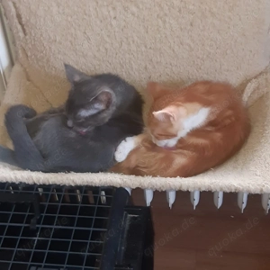 Verschmustes Katzenbaby