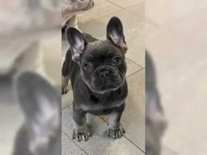 Wunderschöne  Französische Bulldoggen Welpen