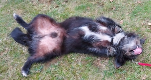 Leroy   ein Gartenliebhaber auf Heimatsuche Bild 3
