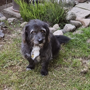 Leroy   ein Gartenliebhaber auf Heimatsuche Bild 5