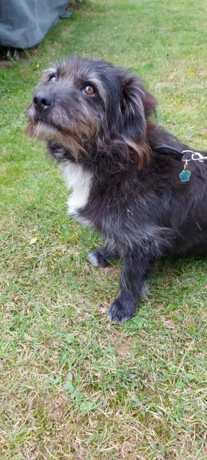 Leroy   ein Gartenliebhaber auf Heimatsuche Bild 2