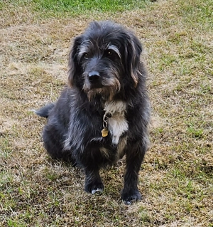 Leroy   ein Gartenliebhaber auf Heimatsuche Bild 7