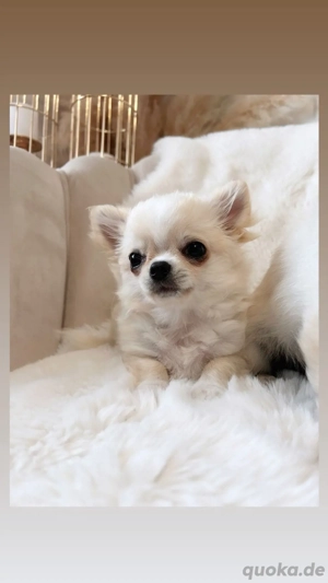 Chihuahua Welpen liebevoll & seriös aufgezogen 