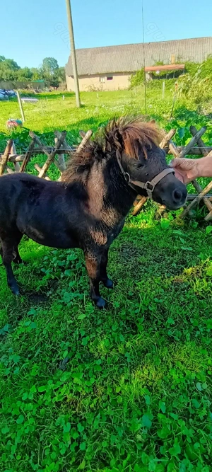 Miniaturpferd mit Papieren,Stutfohlen