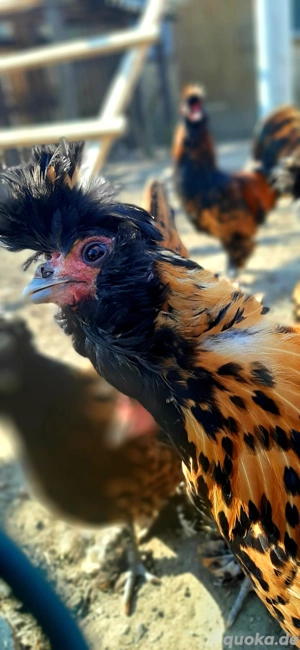 SUCHE !!! Pawlowskaja Hühner oder BE