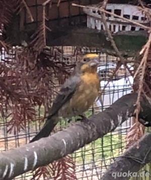 Mexikanische Karmingimpel