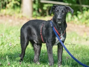 Pico sucht sein Zuhause