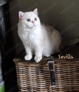 BKH Kater aus seriöser Zucht, sucht sein allerbestes Zuhause auf Lebenszeit