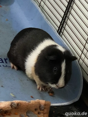 meerschweinchen brüder 