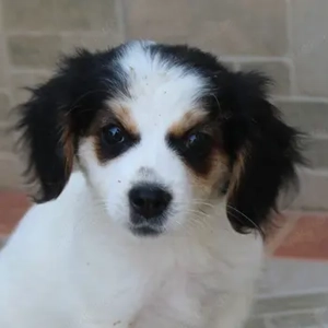  Joulie, geb. ca. 06 2025, lebt in GRIECHENLAND, auf einer privaten Pflegestelle