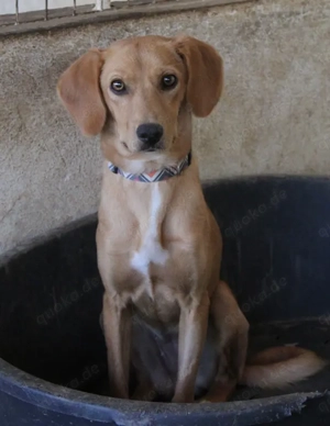 Shiva, geb. ca. 01 25, lebt in GRIECHENLAND, auf einer privaten Pflegestelle