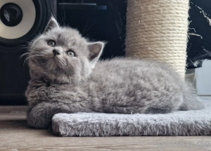  BKH  Kätzchen zwei Jungs und vier Mädels 