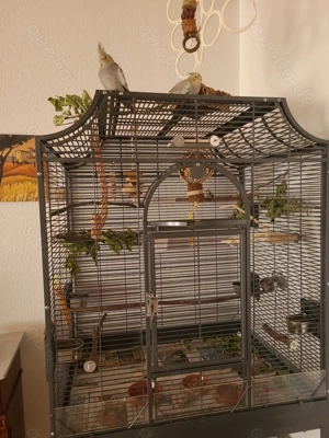 Verkaufe meine 2  Nymphensittich  in gute Hände 