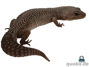 Midnight Blizzard Leopardgecko Weibchen (ID: 221)