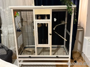 Handzahme Agaporniden + Nymphensittich inkl. große Voliere und Zubehör