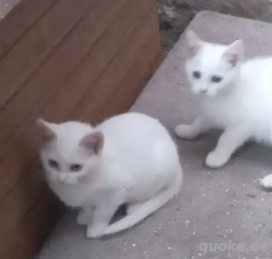 5 Junge weiße Kater 