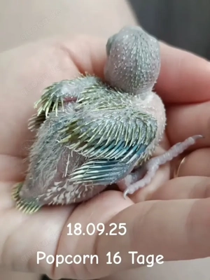 Baby sehr handzahm nicht beißen keine Angst Leute 