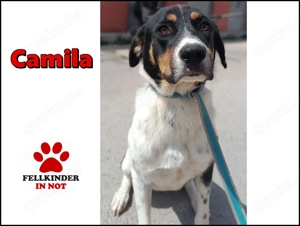 zauberhafte Mischlings-Hündin Camila sucht ein Zuhause oder Pflegestelle