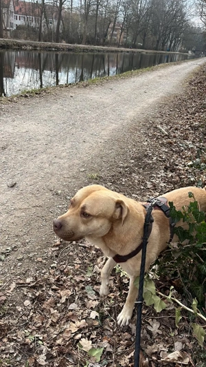 Central Asia Shepherd  mix