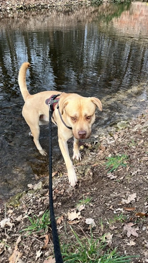 Central Asian Shepherd,Mix