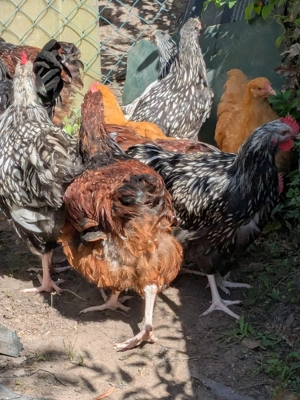 Verkaufe Zuchthähne 