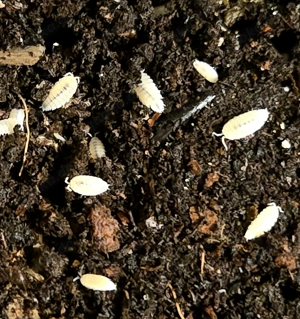 Trichorhina tomentosa   weiße Asseln   Bodenpolizei  