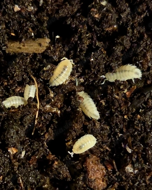 Trichorhina tomentosa   weiße Asseln   Bodenpolizei   Bild 2