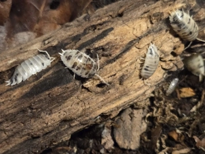 Porcellio laevis  Panda    Panda Asseln   Bodenpolizei