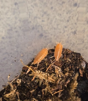 Porcellionides pruinosus   Kubanische Asseln   Bodenpolizei