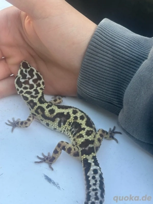 Leopardgeckos 