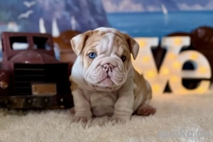 Englische Bulldoggenwelpen