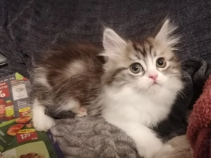 4 Perser Kitten suchen Dosenöffner