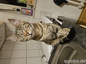 Juge katze zu vergeben 